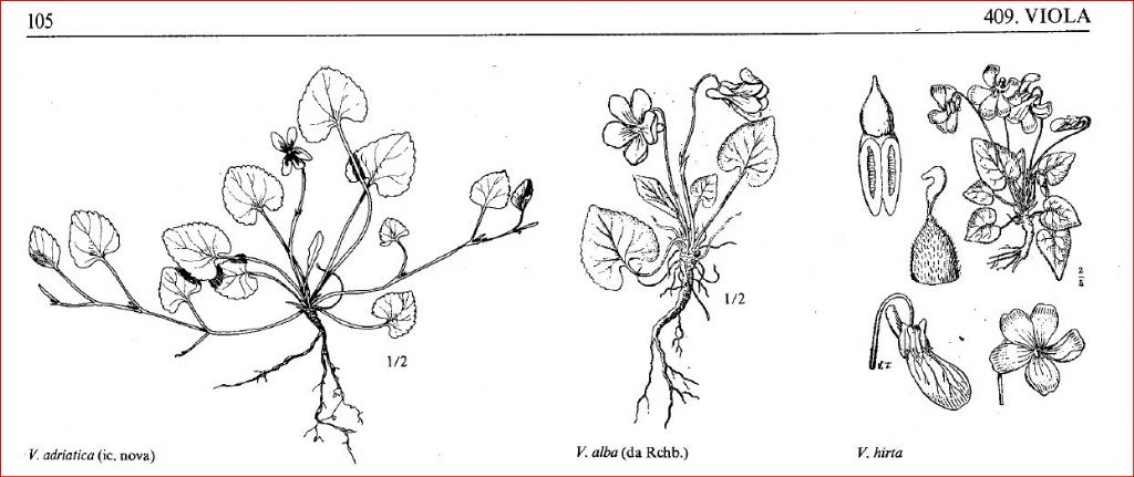 Viola riviniana